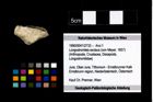 Foto (Objekt + Etikett) von Longodromites excisus (von Meyer, 1857)  (NHMW-GEO-1990-0041-2733)